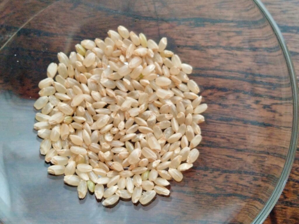 玄米に含まれるフェルラ酸は抗酸化作用が強く、麹にすることで抗酸化作用がさらに高まる