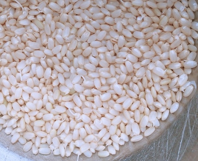 発芽玄米のイメージ