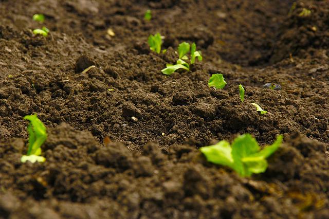 土壌の微生物を育てる