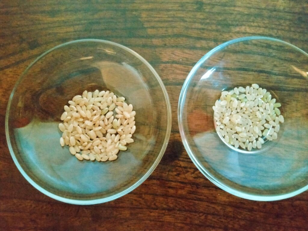 いのちの壱（左）と通常の玄米（右：雪若丸）との比較写真いのちの壱の粒は通常の1.5倍ほどの大きさがある