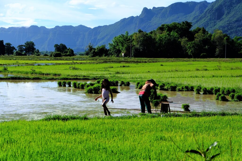 ジャワニカ種のお米を育てる田んぼのイメージ